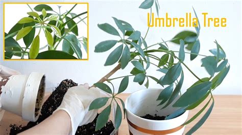 How To Grow And Repotting Umbrella Tree From A Stick Schefflera Plant