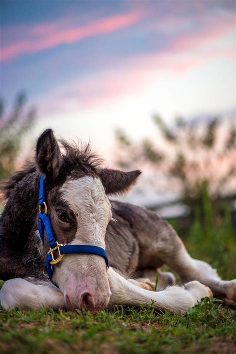 My Clydesdale Filly Eris At Three Days Old All About Horses Equestrian