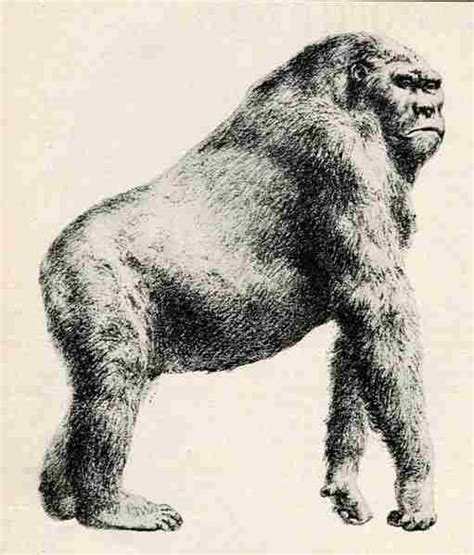 Est Gigantopithecus Blacki