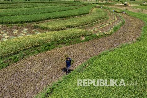 Brin Ri Kelak Bertumpu Pada Pertanian Lahan Kering Republika Online