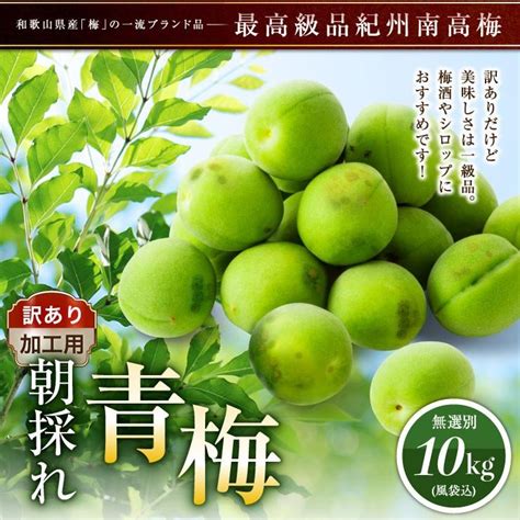 訳あり 青梅 紀州南高梅 完熟 青梅 100kg 10キロ 不揃い（m〜4l） 梅干し ジュース用 送料無料 生梅 梅酒用 うめ ウメ 加工