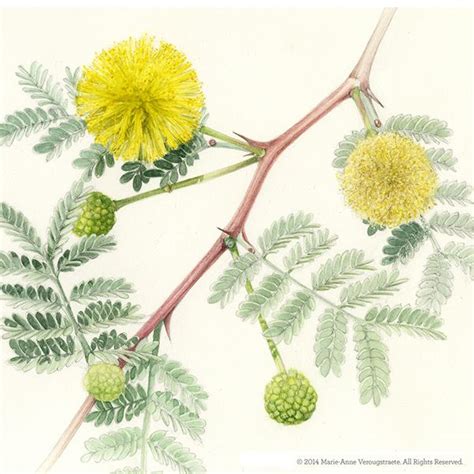 Botanical Illustration Acacia Nilotica On Behance