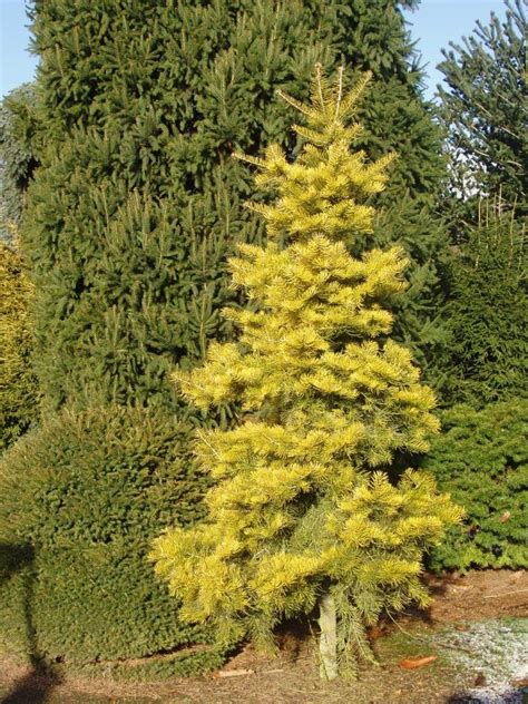 Abies Concolor Winter Gold Anna S Perennials Japanese Maple Tree Japanese Maple Conifers