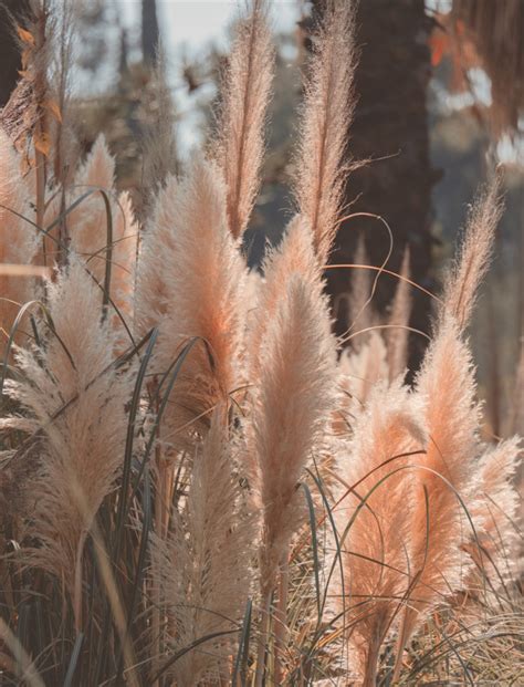 Comment Cultiver Et Entretenir Lherbe De La Pampa