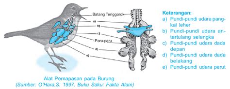 Laporan Biologi Sistem Organ Pada Hewan Kimia Dan Pendidikan