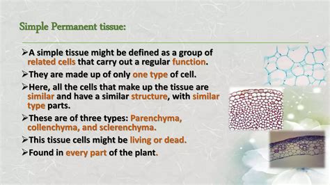 Anatomy Simple Permanent Tissue Inside The Plant PPT