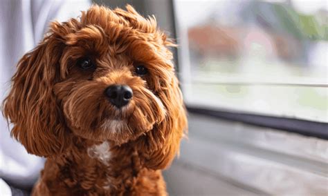 Cavoodle - Everything You Need To Know About This Super Friendly Dog