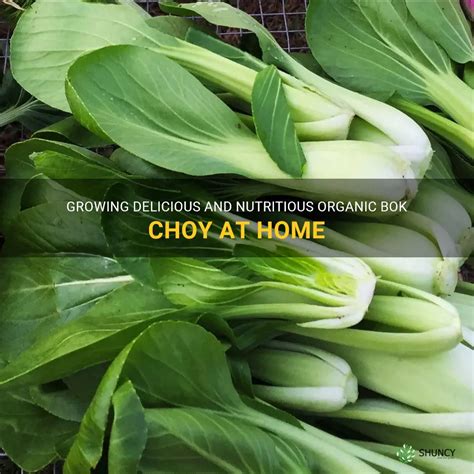 Growing Delicious And Nutritious Organic Bok Choy At Home Shuncy