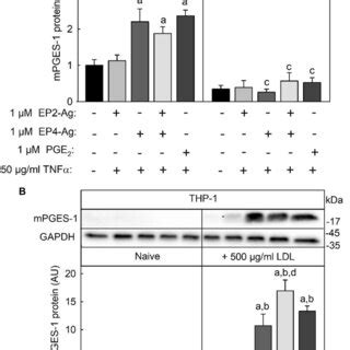 Modulation of EP2 EP 4 agonist PGE2 and TNFα induced COX 2 and