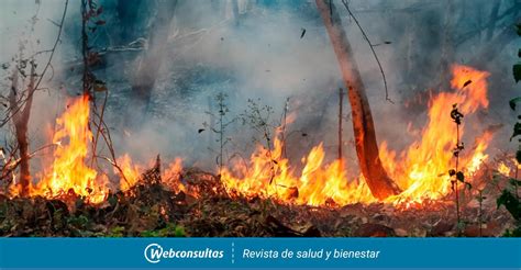 La Onu Pide Adaptar Los Bosques Para Protegerlos De Los Incendios