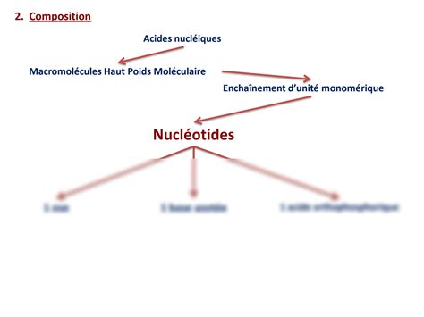 Solution Nucleic Acid Metabolism Course Explained And Very Detailed