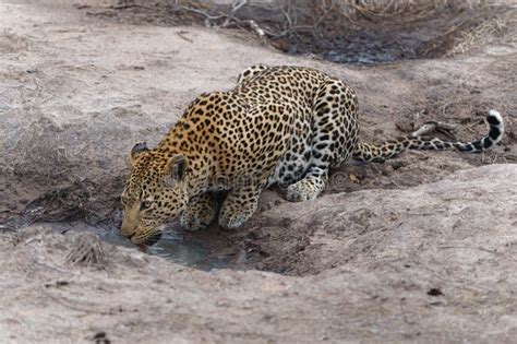 Leopard Male Drinking In Sabi Sands Game Reserve Stock Image Image Of