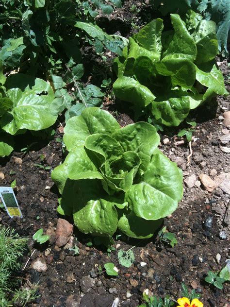 How To Grow And Cook Butter Lettuce The Dirt Doctors