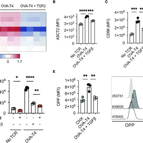 Tgfb Impairs Cd T Cell Glycolytic Metabolism Ot I Tcr Transgenic T