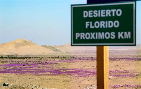 Atacama Desert bursts with color in rare wildflower bloom - ABC News