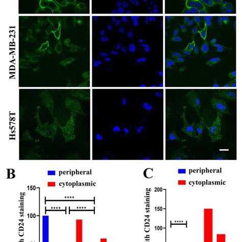 Localization Of Endogenous Cd24 In Breast Cancer Cell Lines A