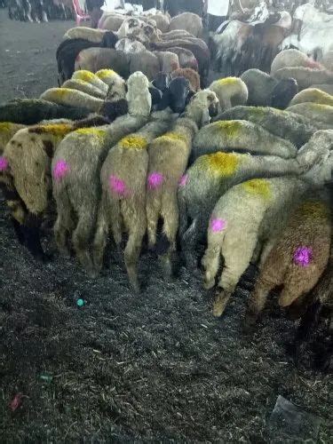 Sheep Livestock At Rs 4800piece Cutting Best Quality Sheep And Lamb