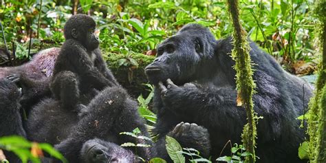 Bwindi Impenetrable National Park: Home of Mountain Gorillas