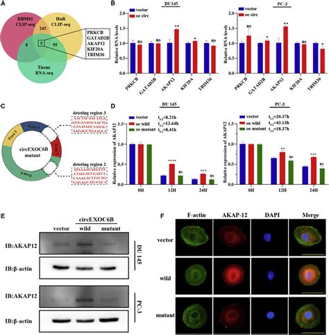 CircEXOC6B Regulates The Stability Of AKAP12 MRNA By Enhancing The