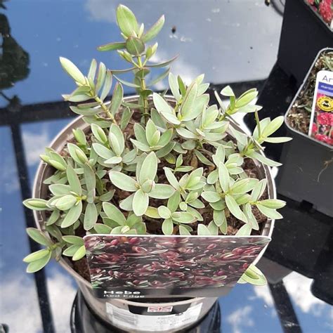 Hebe 'Red Edge', Shrubby Veronica 'Red Edge' - uploaded by @Kali8