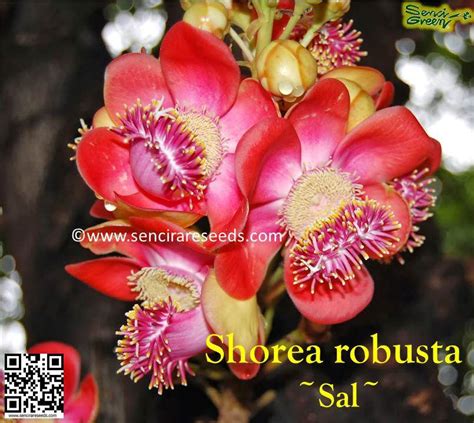 Live Plants Senci Rare Seeds Area