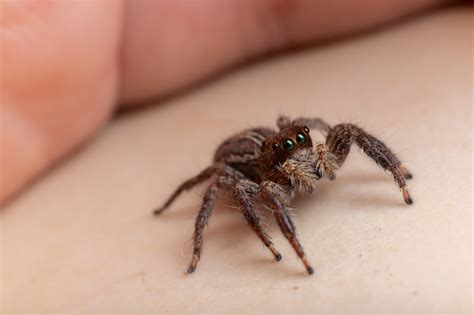 Premium Photo Female Adult Pantropical Jumping Spider Of The Species