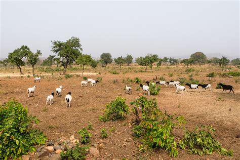 Livelihood In Northern Ghana Goats And Farming Near Wambio Flickr