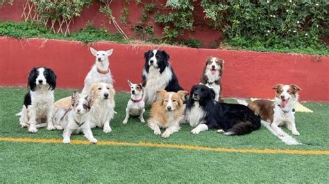 Foto Unidos Por El Respeto Hacia Los Animales De La Educación Canina