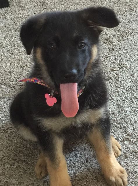 7 Weeks Old German Shepherd Feeding And Training Dog Breed Information