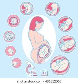 Human Embryonic Development Stock Vector Royalty Free