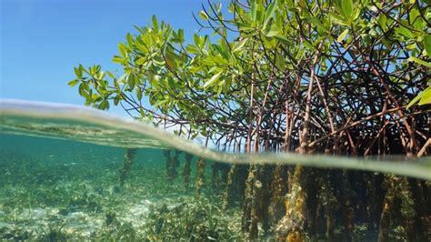 Mangroven Auf Der Yucatan Halbinsel Offenbaren Alten Meeresspiegel