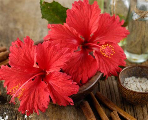 Make Hibiscus Hair Masks At Home For Healthy Hair Herzindagi