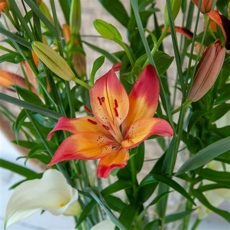 Heartstrings Asiatic Lily Order Lily Bulbs Online Bulbs Direct Nz