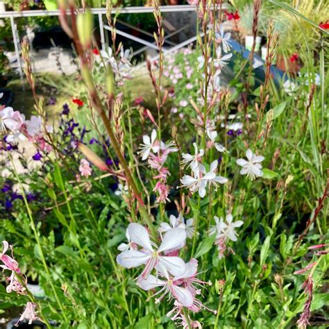 Gaura Lindheimeri Blanc