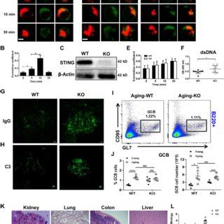 STING Deficiency Up Regulates Positive BCR Signaling Confocal Analysis