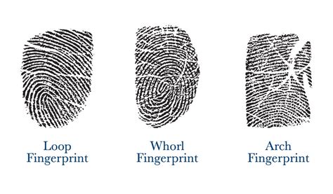 Types Of Fingerprints And What They Mean