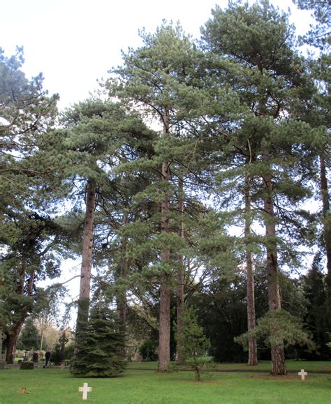 Pinus Nigra Austriaca In Cathays Cemetery