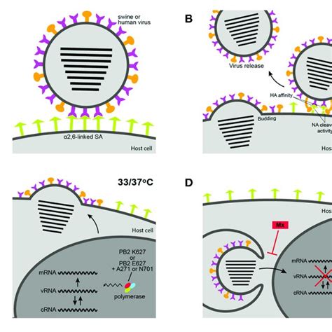 Host Range Determinants Of Influenza A Viruses Iav A Avian Download Scientific Diagram