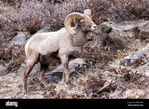 Rocky Mountain Bighorn Sheep Ram Ovis Canadensis In Clear Creek