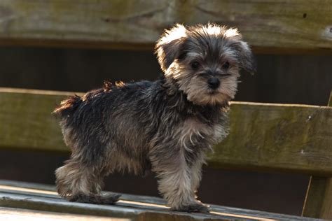 Salt And Pepper Miniature Schnauzer Puppy 1 Salt And Peppe Flickr