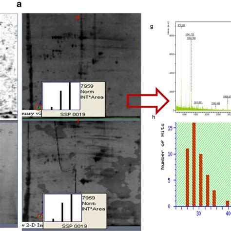 In Silico Analysis Of Protein Network During Hcc Progression A