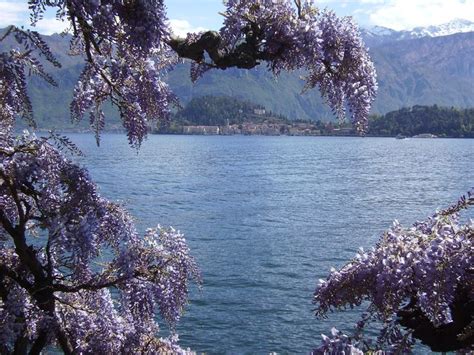 Wisteria Lake Como