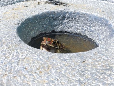 Frog In Water Pixahive