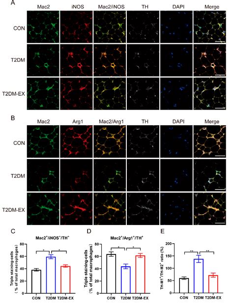 Figure From Hiit Promotes M Macrophage Polarization And Sympathetic