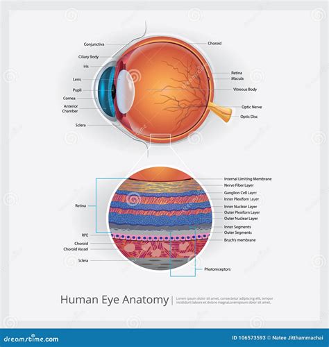 Human Eye Anatomy Stock Vector Illustration Of Choroid 106573593