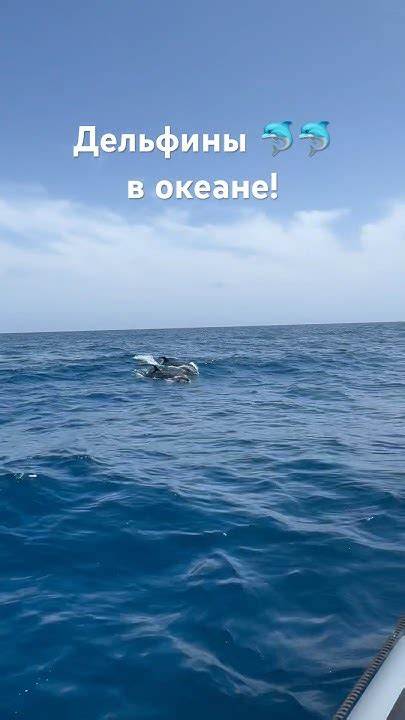 Дельфины 🐬 в океане на Мадейре! #madeira #путешествие #urlaub #travel # ...