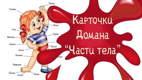 Карточки Домана для детей Части тела смотреть онлайн - YouTube