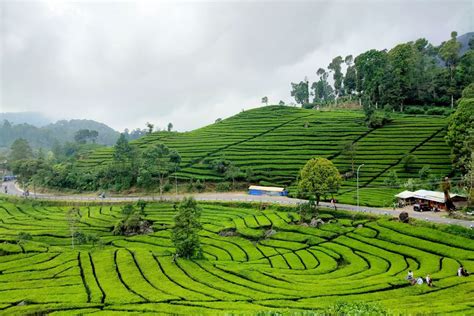 Kebun Teh Rancabali Ciwidey” Bandung Siti Mustiani