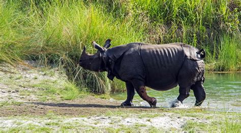 wildlife safari chitwan - Karnali Excursions