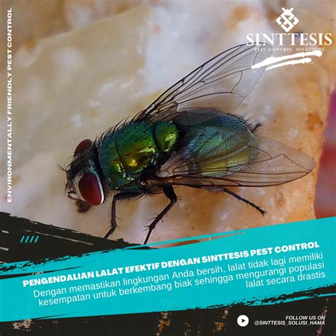 Pengendalian Lalat Efektif Dengan Sinttesis Pest Control Sinttesis